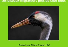 Les oiseaux migrateurs près de chez nous