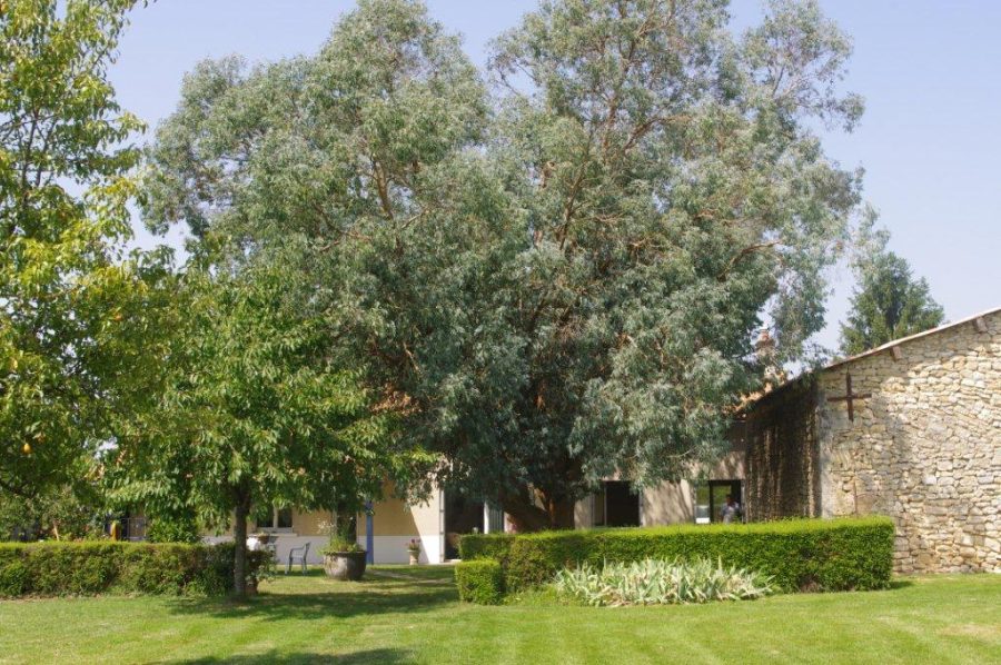 Gite l’Eucalyptus à Saint-Secondin_2
