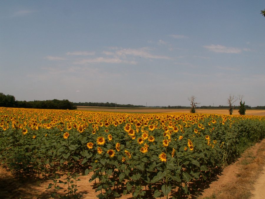 Paysage – tournesols