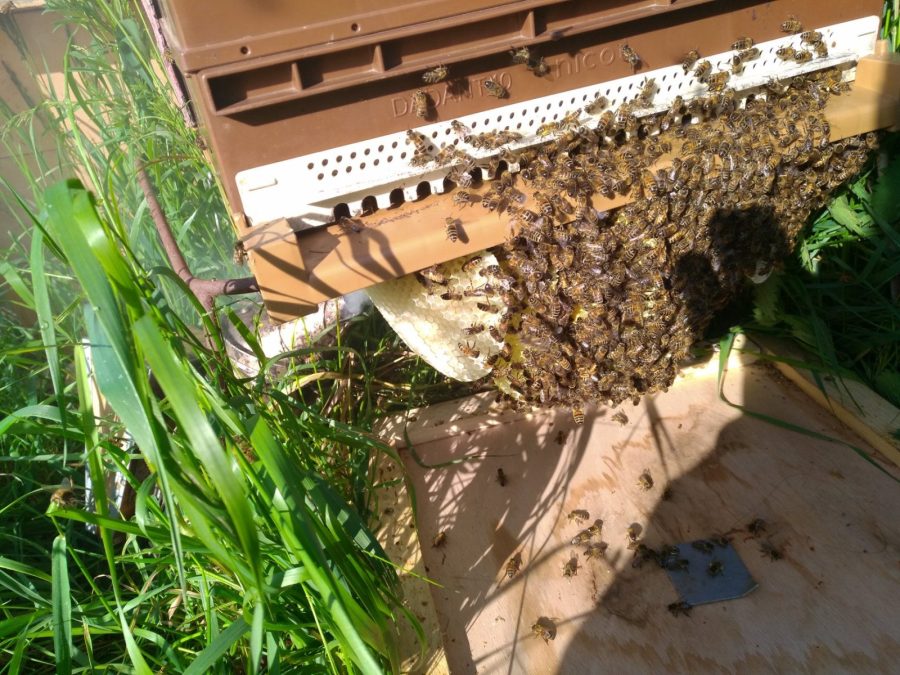 Le Rucher de la Sapée 2