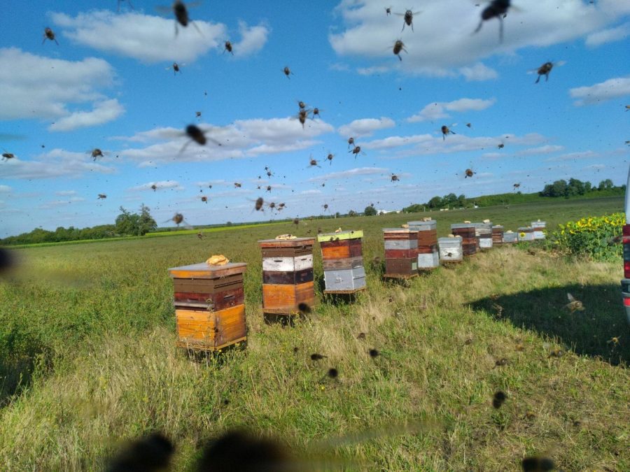 Le Rucher de la Sapée 1