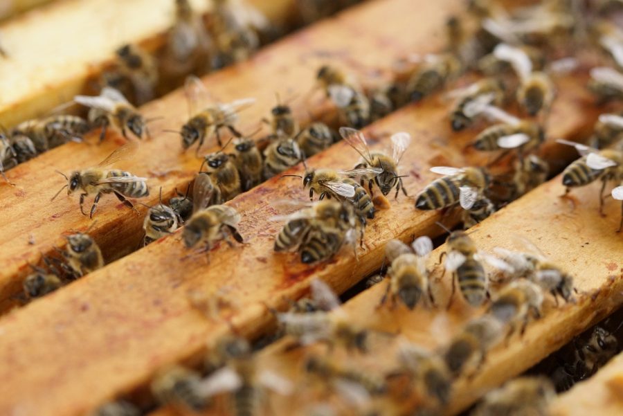 Apiculture