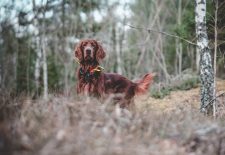 Fête de la Chasse Nature et Traditions