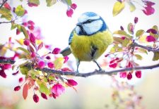 Fête de la Saint Jean