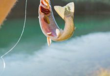 Ouverture de la pêche